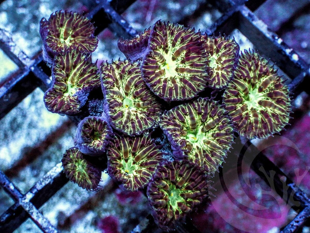 Bicolor Blastomussa merletti