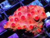 Cherry Polyp Cyphastrea