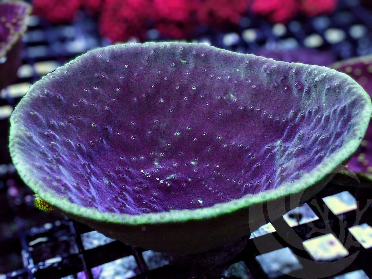 Green rim Cup Turbinaria