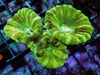 Kryptonite Caulastrea