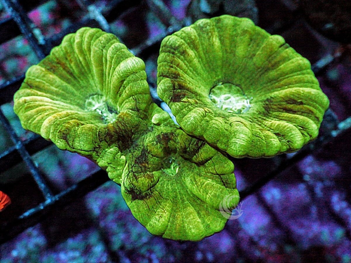 Kryptonite Caulastrea