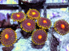 Orange Dots Zoanthids