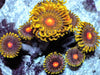 Honeycomb Zoanthids