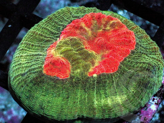 Orange Moon Favia