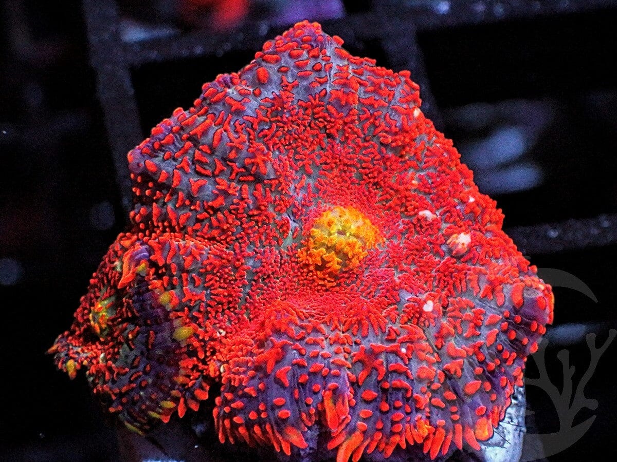 Red-Orange Rhodactis Mushroom