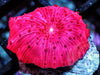 Magenta Discosoma Mushroom