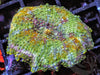 Rare Earth Discosoma Mushroom