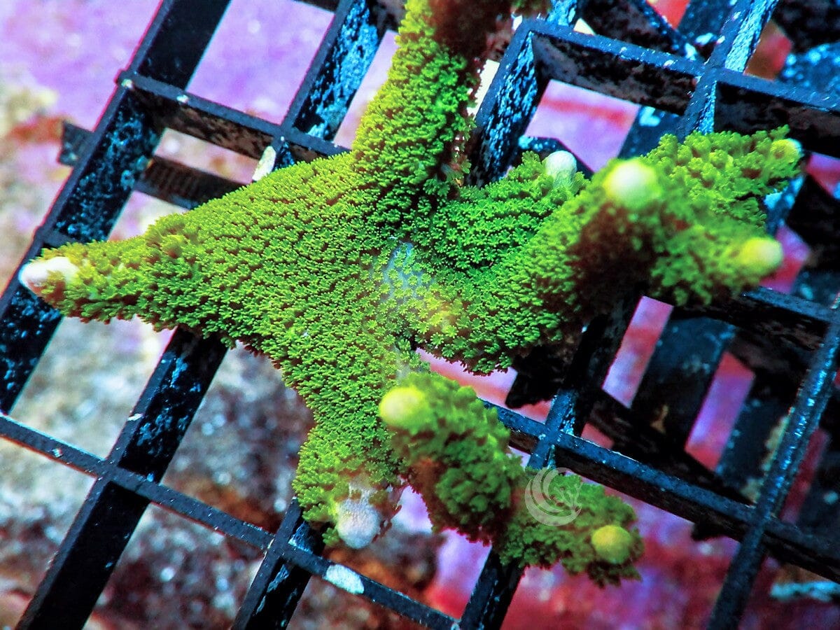 Green Branching Montipora
