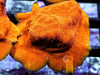 Super Orange Psammacora