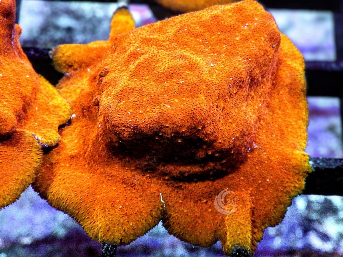 Super Orange Psammacora