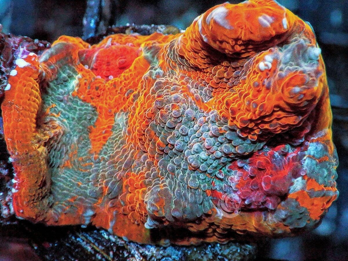 Patchwork Rainbow Orange Chalice