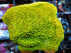 Lemon-Lime Plating Montipora