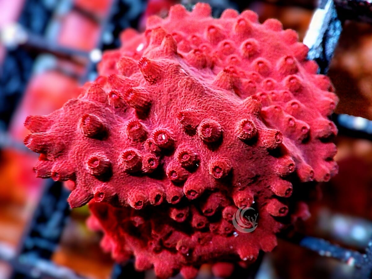 Red Hot Lava Cyphastrea