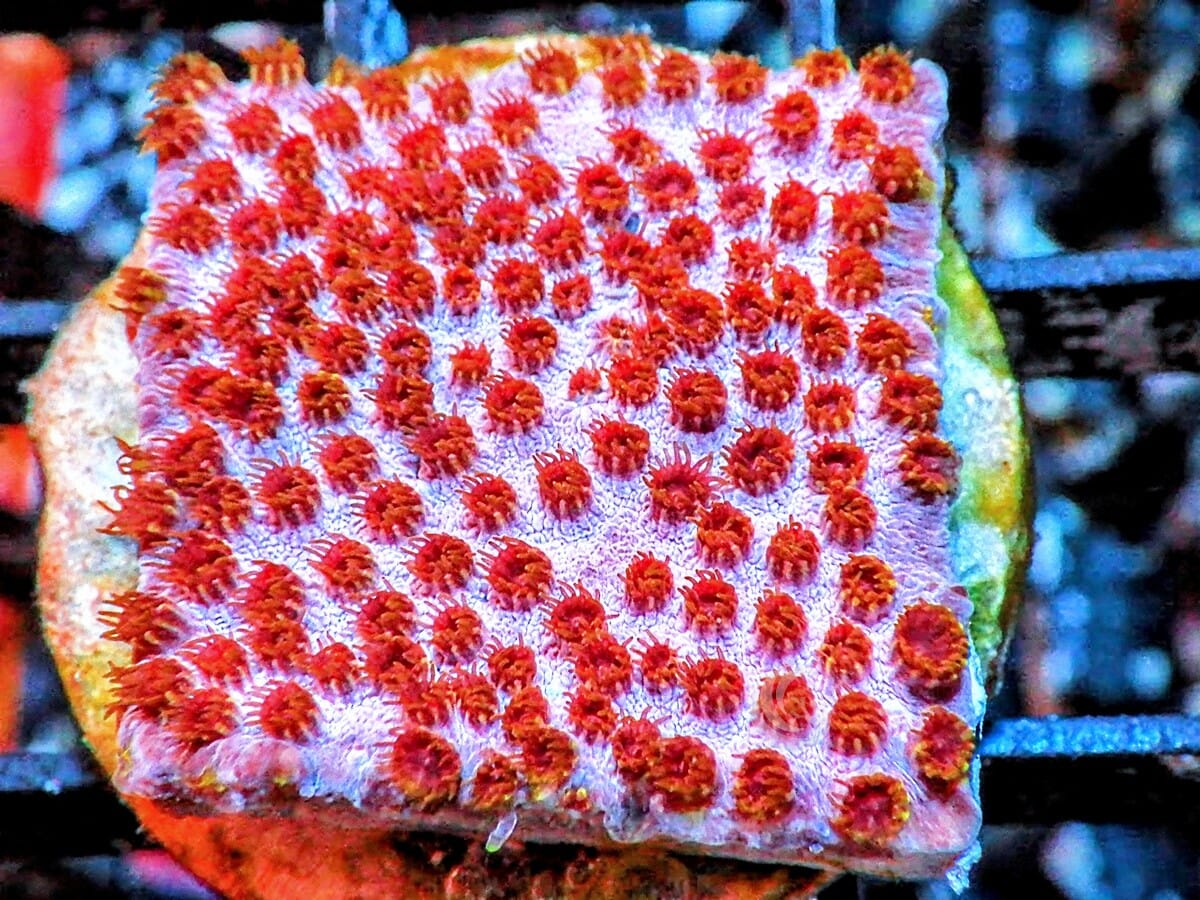 Pink-Red Cyphastrea