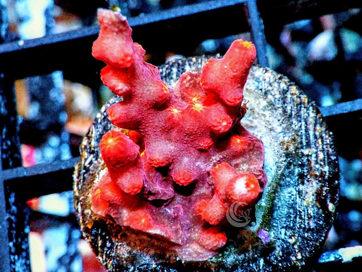 Branching Space Monkey Cyphastrea