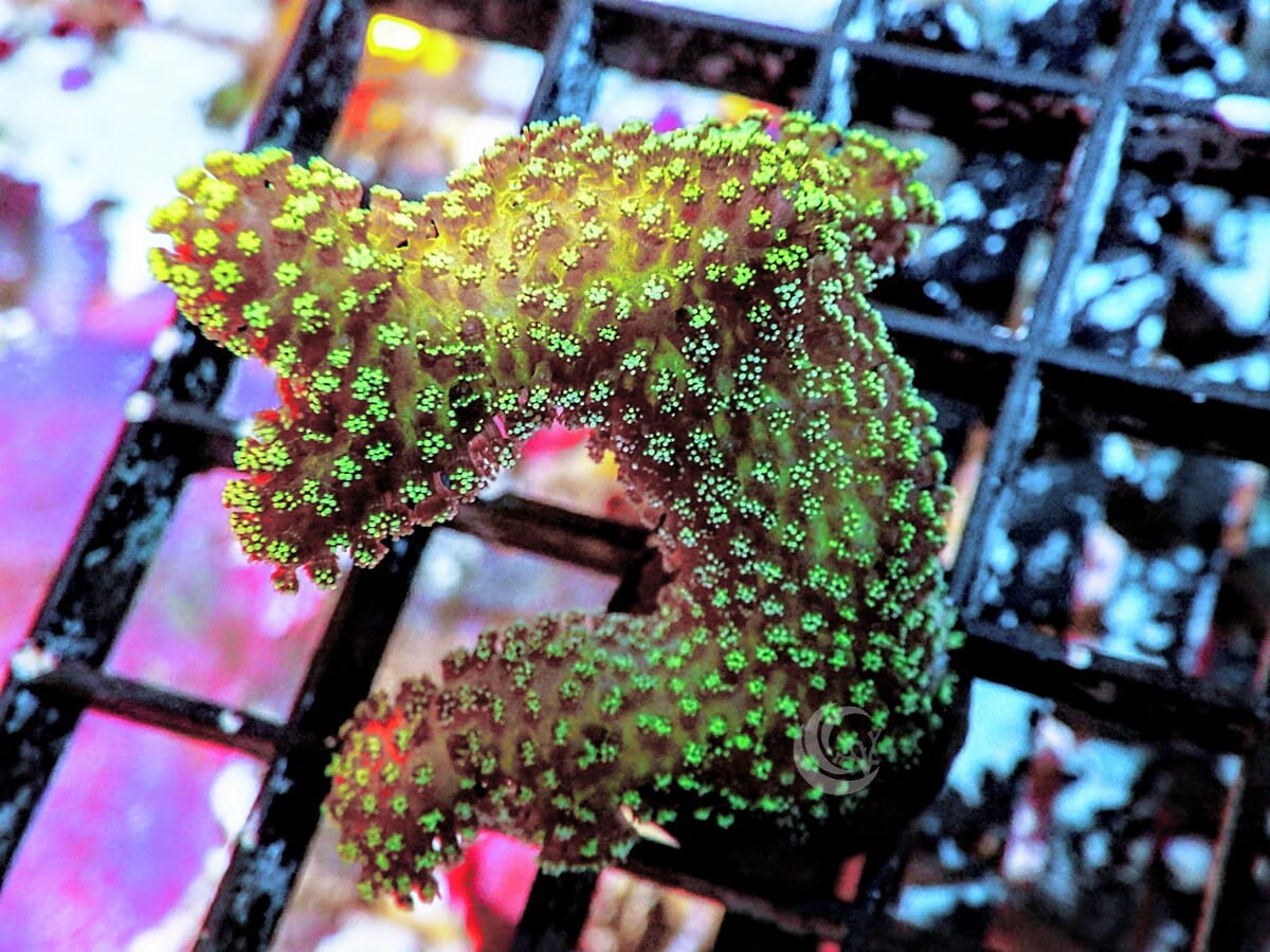 Neon Polyp Stylophora