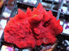 Red Hot Montipora setosa