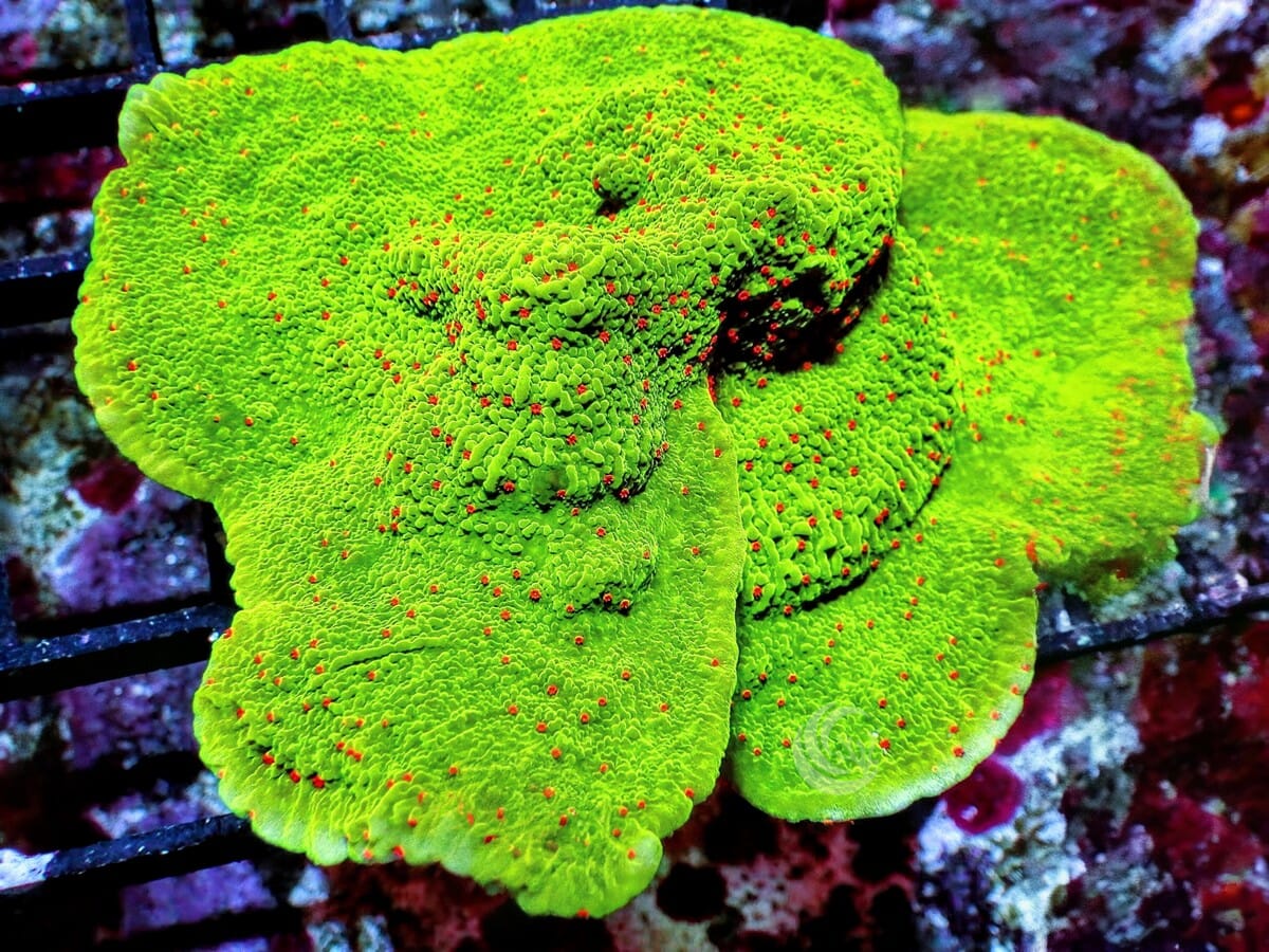 Red Polyp Grinch Plating Montipora