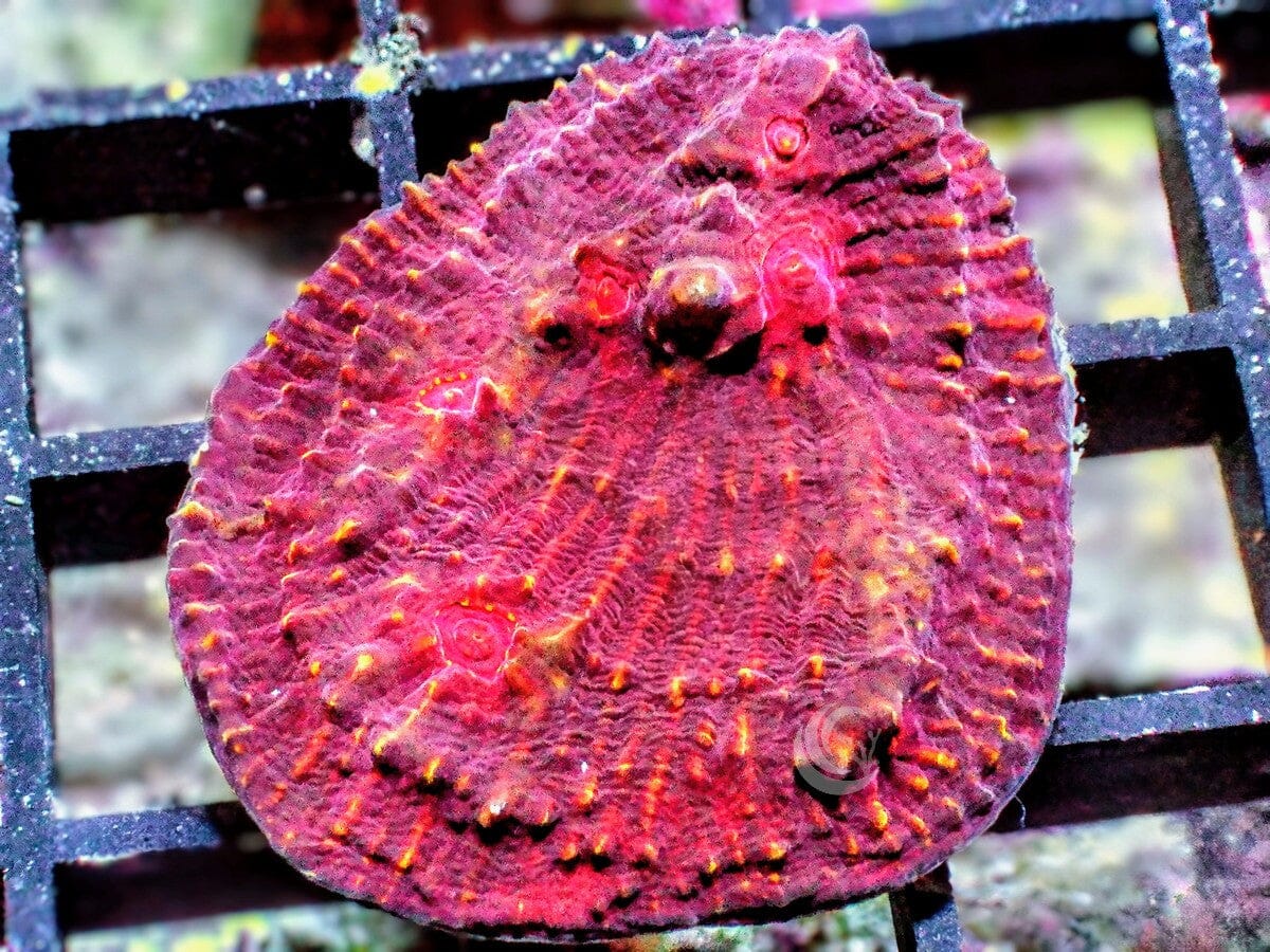 Martian Landing Chalice