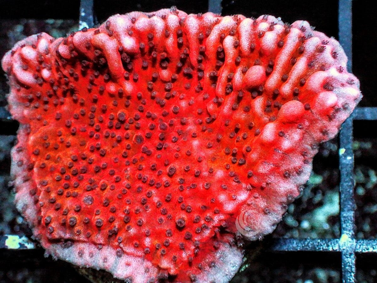 Strawberry Medusa Plating Montipora