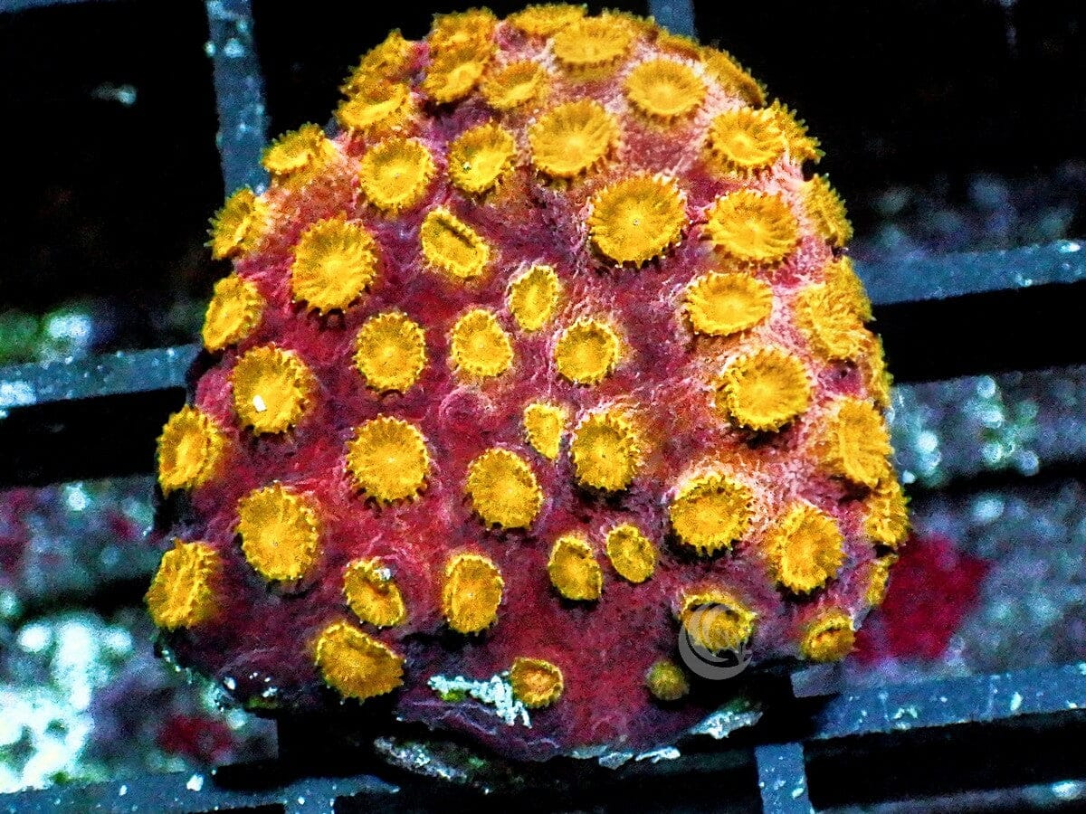 Golden Boy Cyphastrea