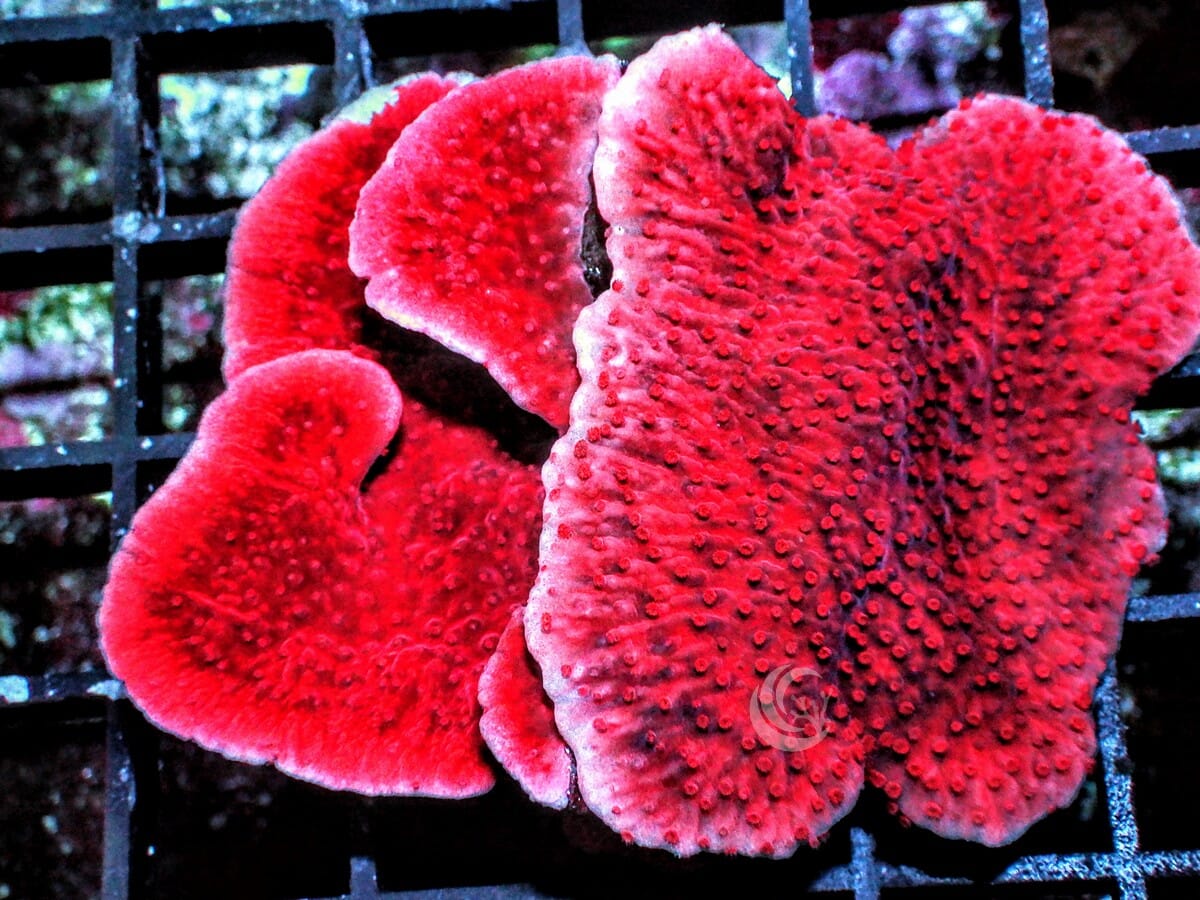 Multi Layer Red Plating Montipora