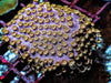 Golden Polyp Cyphastrea