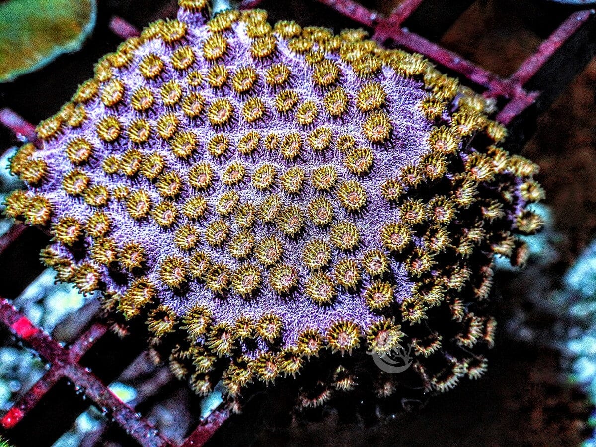 Golden Polyp Cyphastrea
