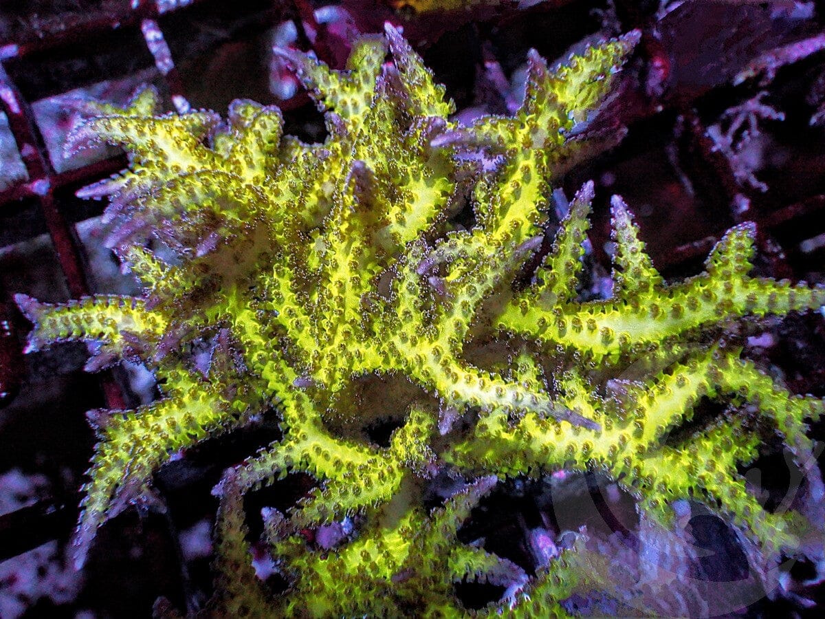 Pink tip Pohnpei Bird's Nest