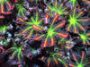 Fireworks Clove Polyps