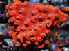 Red Hot Lava Cyphastrea