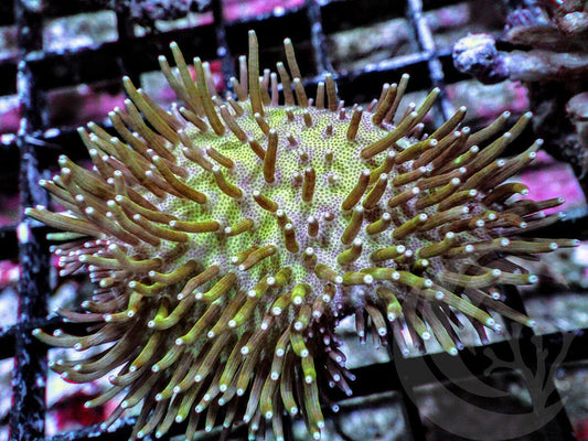 Long Polyp Green Toadstool Leather