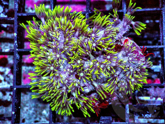 Green Star Polyps