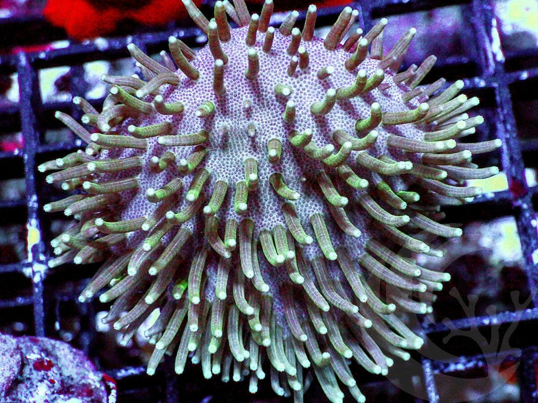 Green Polyp Toadstool Leather