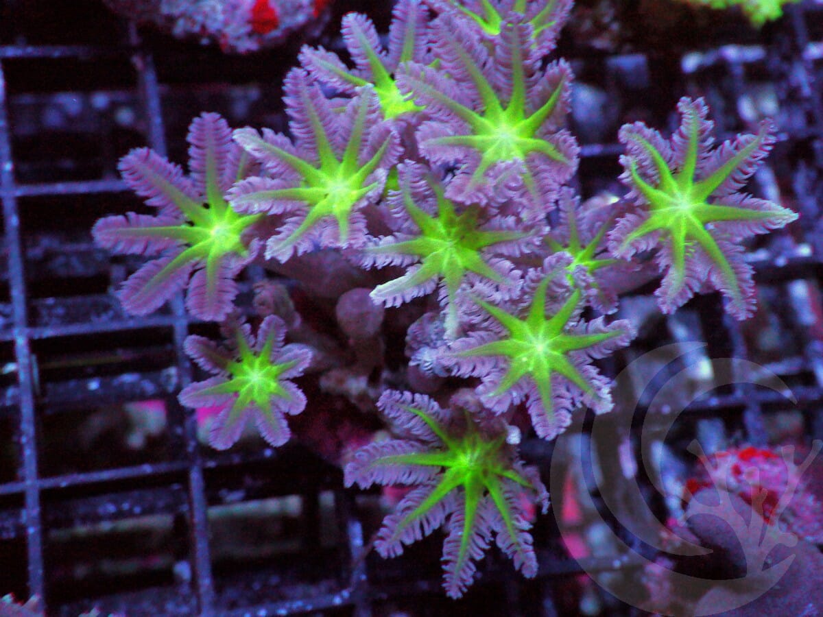 Neon Clove Polyps
