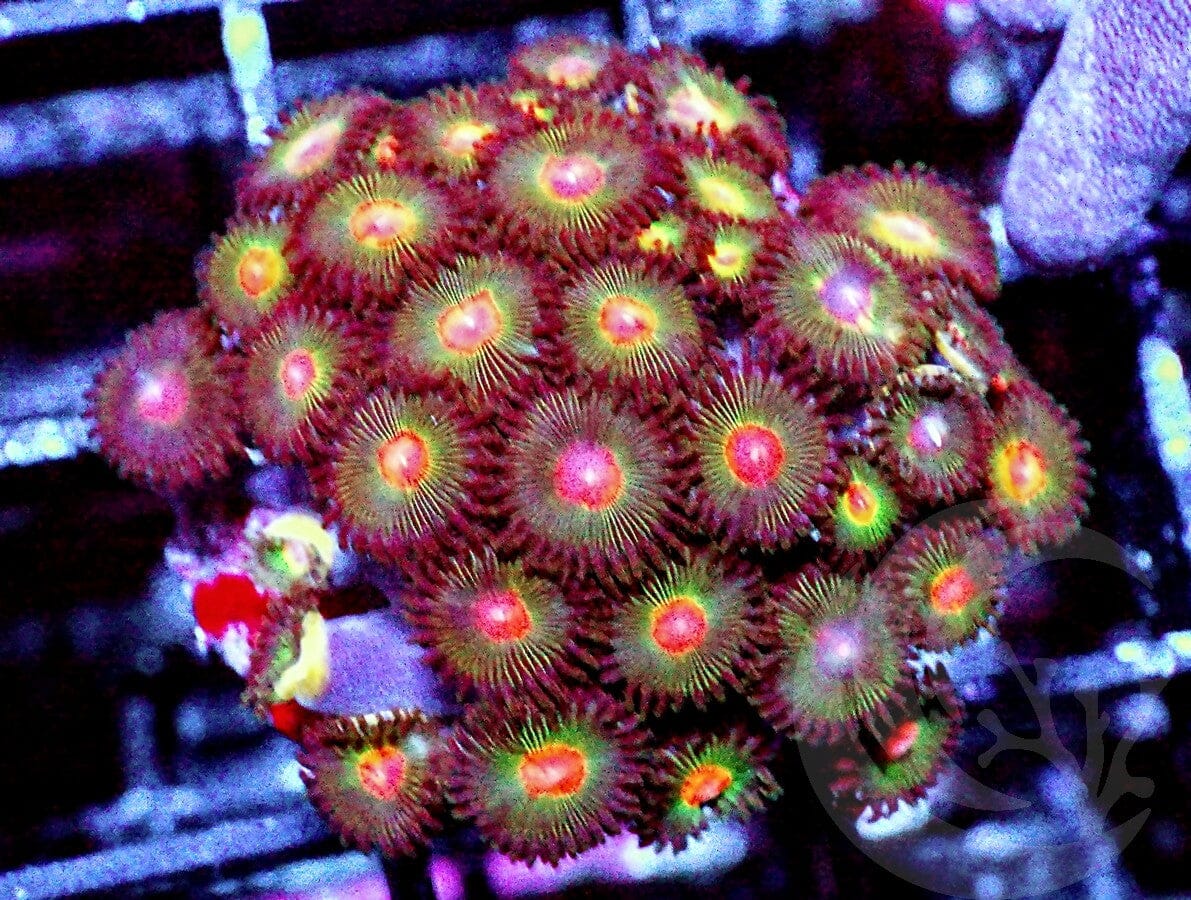Snap Krackle Zoanthids