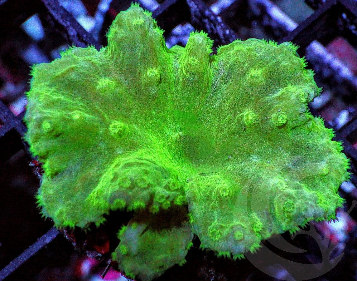 Neon Cabbage Leather