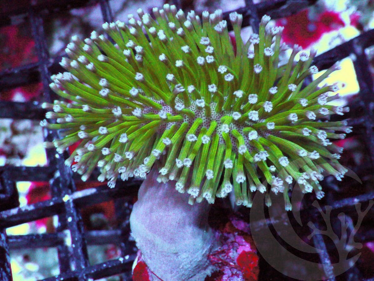 Super Green Toadstool Leather