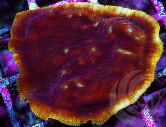 Creme Brule Leptoseris