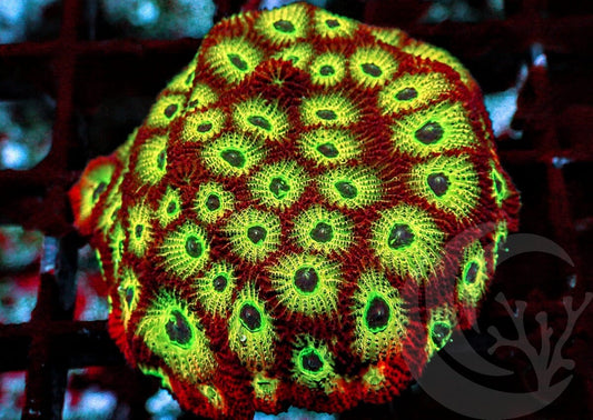 Day Glo Favites