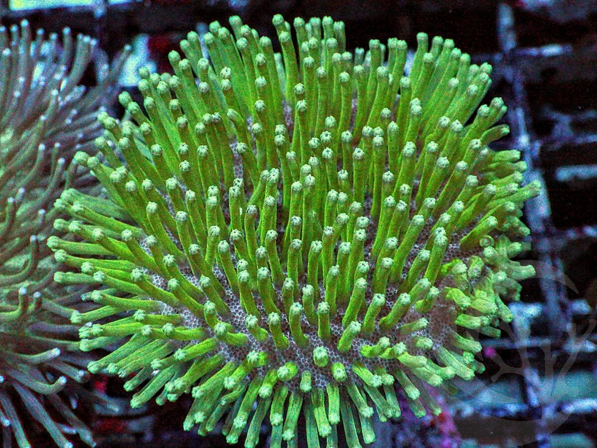 Green Long Polyp Toadstool Leather