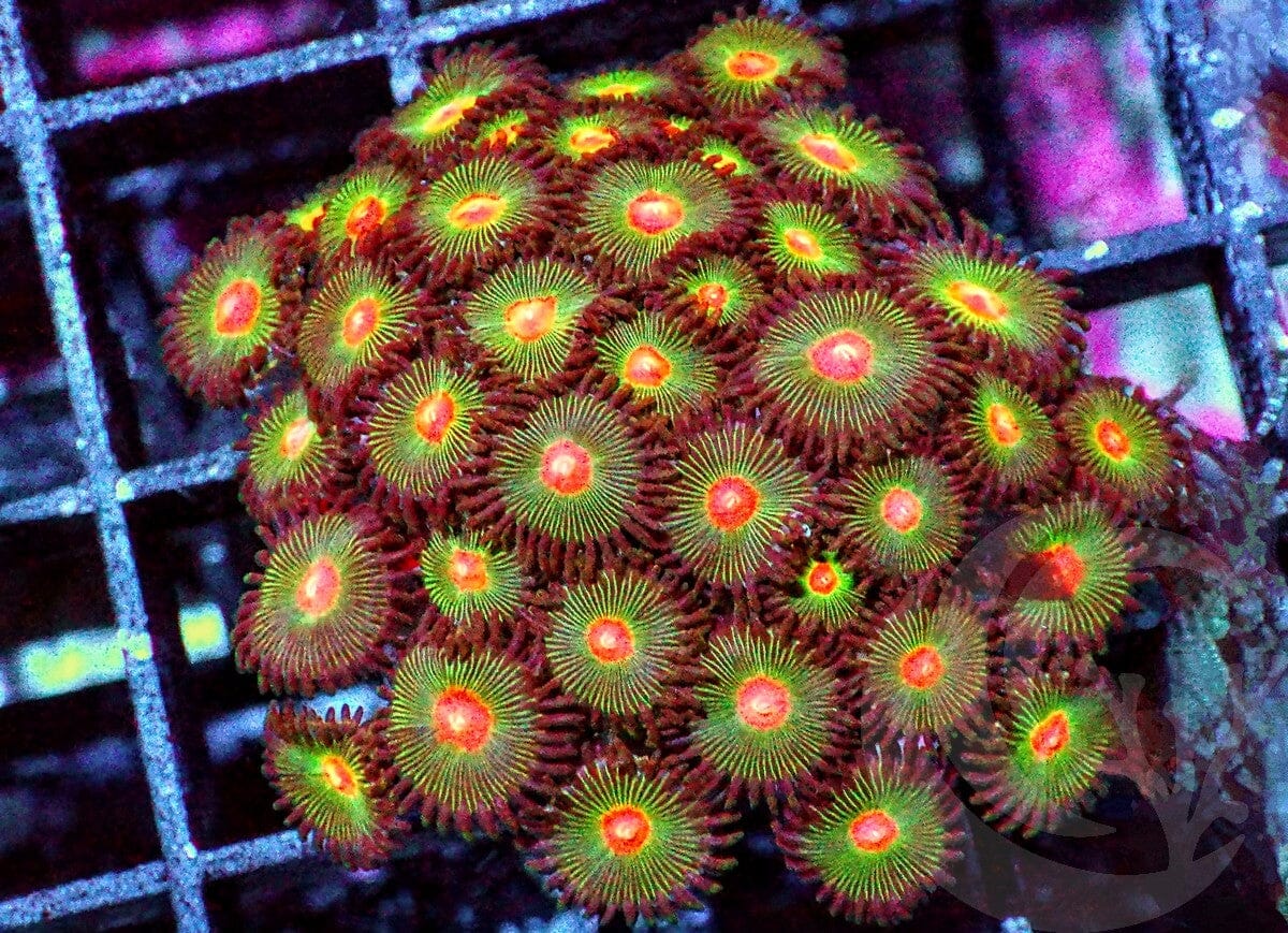 Orange Dots Zoanthids