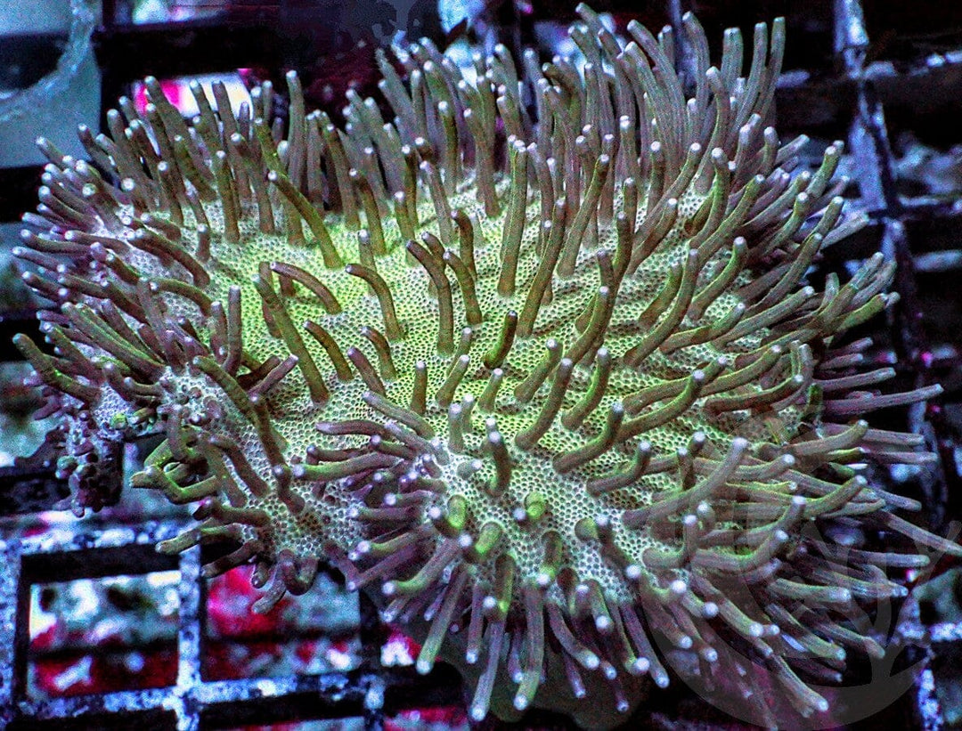 Long Green Polyp Toadstool Leather 