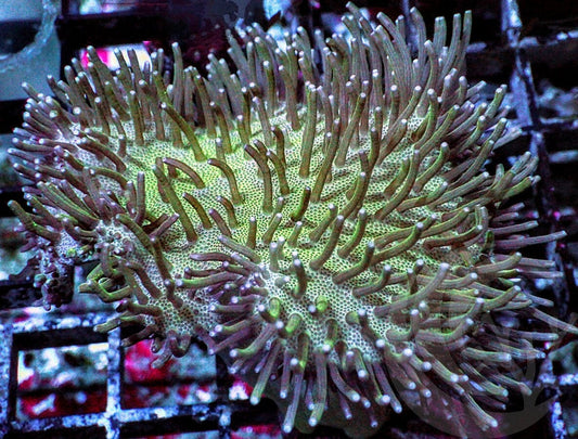 Long Green Polyp Toadstool Leather 