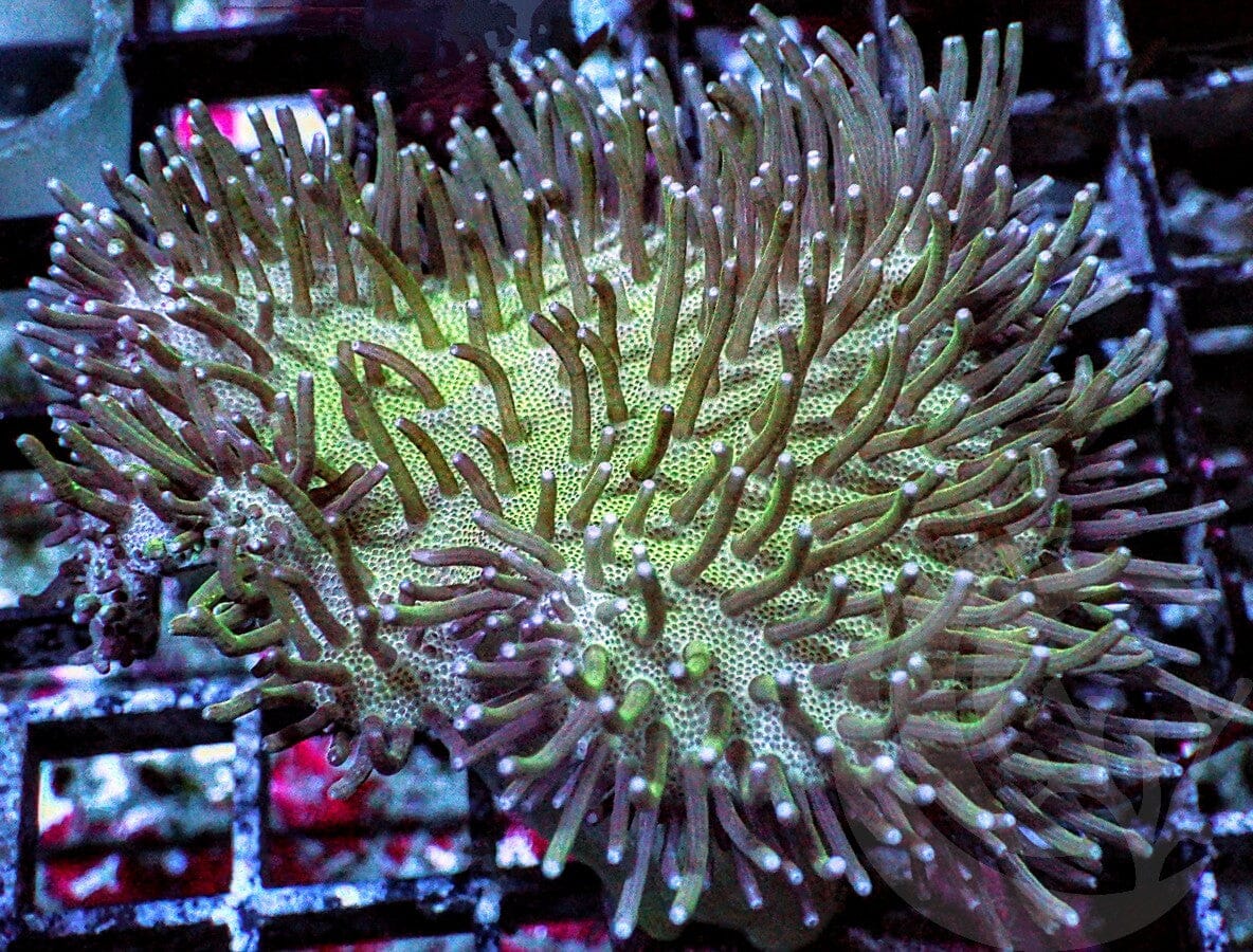 Long Green Polyp Toadstool Leather