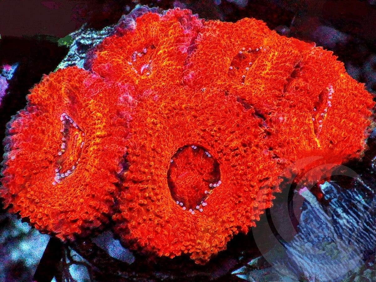 Super Orange-Red Acan lordhowensis
