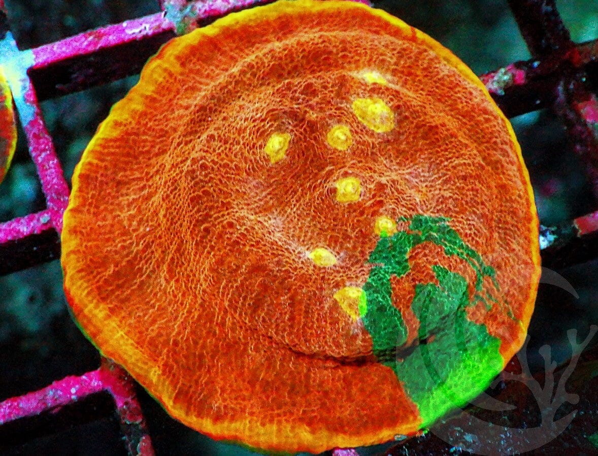 Ultra Gold Miner Chalice