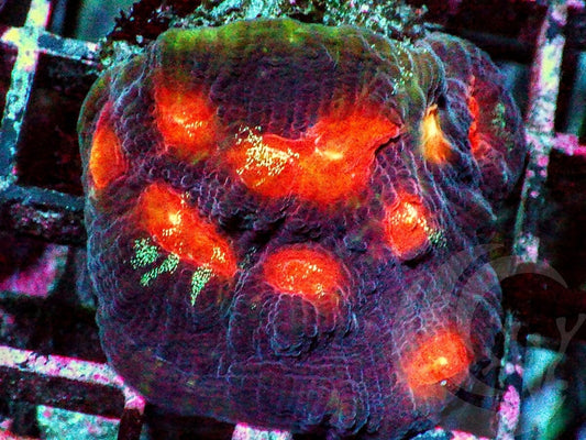 Red Raja Chalice