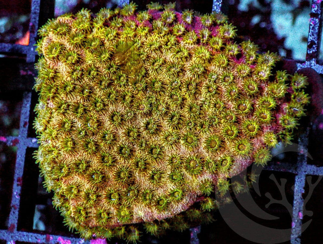 Golden Boy Cyphastrea