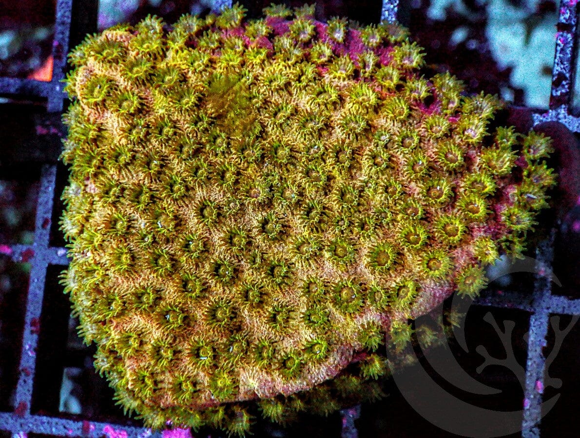 Golden Boy Cyphastrea